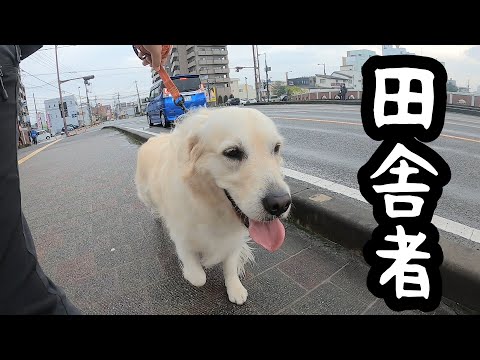 【生まれも育ちも田舎の犬】雨上がりの街を散歩したらこうなりました。　#メイちゃんねる