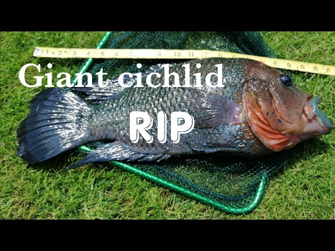 Giant cichlid dead, RIP Giant Unbee cichlid Rip. Finally Crazy Joe gone forever. Time to move forward.