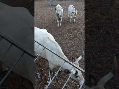 Ця корова любить поїсти🍉!#корова #тварини #cow #animals #funnyanimals #корови #бик #телята #ферма
