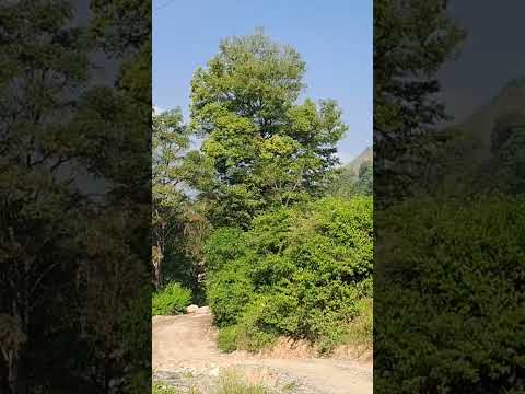 cat #nature #hitsong #trending ##viral #short #beautiful view 🌳 🌹 😉