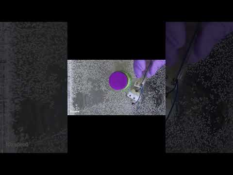 Watch a robot made of muscle and steel turn on a dime