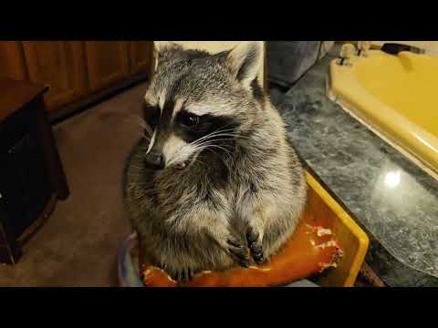 Tigger The Raccoon Playing & chill'n ❤️🦝