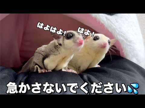 子供のご褒美狙うモモンガ門番夫婦→母の愛