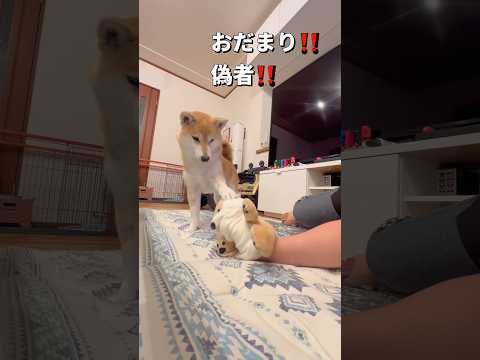 犬の動画サムネイル - 戦い🐶‼️#柴犬 #shibainu #shorts