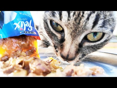 ありがとうございます 空腹な猫たちへご飯をあげると・・・ さくらねこたちへのエサやり プラダちゃん さくらちゃん ハルちゃん きなこくん 野良猫 感動猫動画