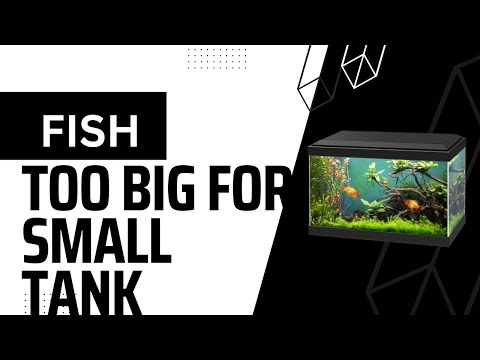beginner fish that get big 