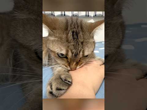 外泊した妹にガチギレする猫 #ポムしま