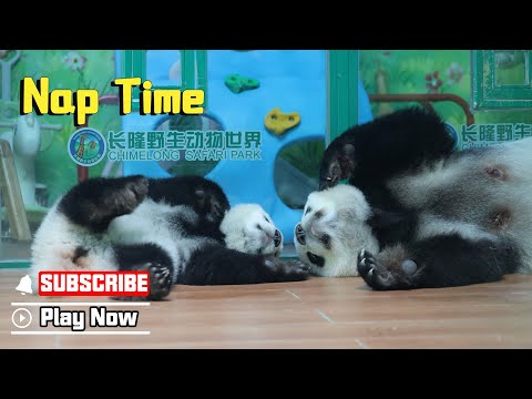 Nap Time? More Like Cuteness Explosion | iPanda