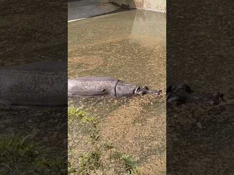 Bannerghatta National Park Hippopotamus #shortsfeed #safari #zoo