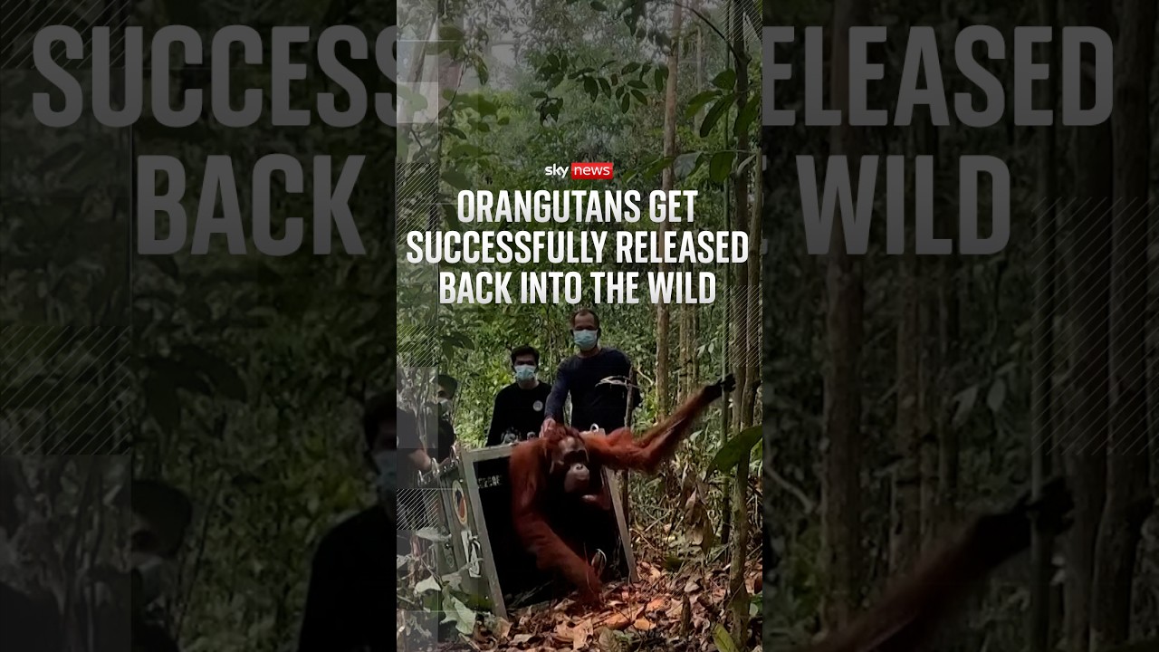 Watch orangutans get released back into the wild