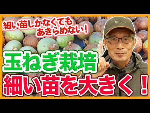 家庭菜園や農園の玉ねぎ栽培で細く弱い苗を大きく!水やりや根腐れ防止と玉ねぎの育て方!【農家直伝】