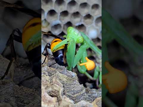 Nature's Plot Twist: Mantis Hunts Wasp, But Must Flee 😱 #wasp #mantis