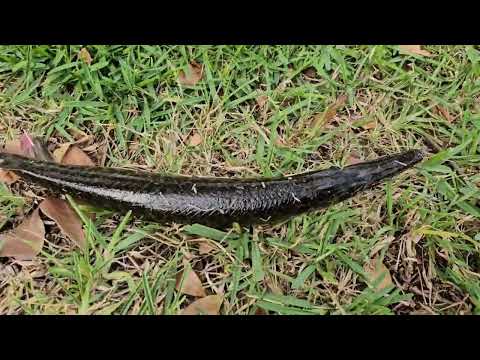 South Florida Freshwater Fishing with Friends! Got to fish for a week with friends Ty and Mike throughout parts of South Florida. Many species of n