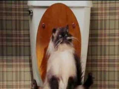 farting cat - YouTube