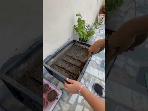 Laal saag *pure winter khayege*😋😋#shorts #short #ytshorts #gardening