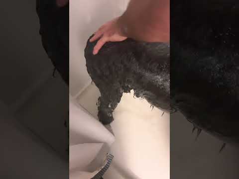 Shake it off #music #roblox #butifyoucloseyoureyes #slimerecipe #fairy