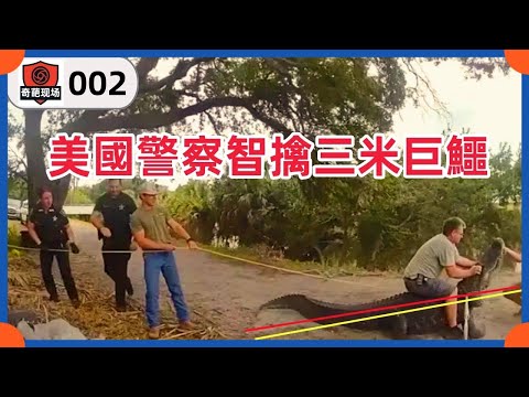 看美國警察是怎麼逮捕三米巨型鱷魚的。