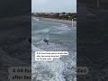 44-foot-long sperm whale dies on Florida beach  - 00:24 min - News - Video