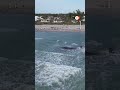 44-foot-long sperm whale dies on Florida beach