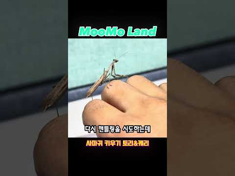 사마귀 키우기 ‘무모랜드 새로운 사마귀를 소개해요‘