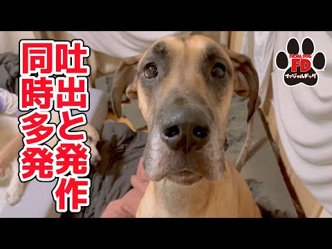 【大型犬５匹】めっちゃ大変でした！投稿再開します！