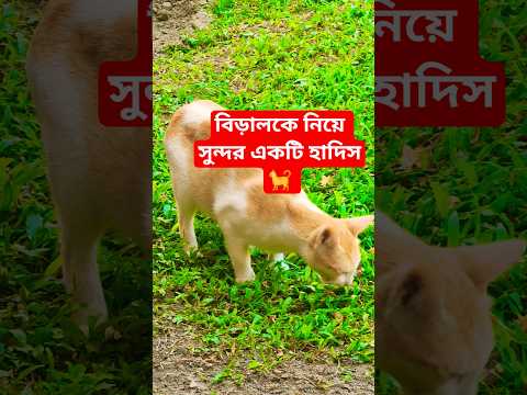 বিড়ালকে নিয়ে সুন্দর একটি হাদিস🐈#shorts #cat #islamic #foryou #shortvideos