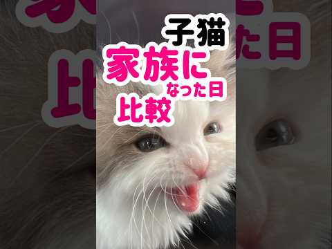 家族になった初日の子猫を比べてみました