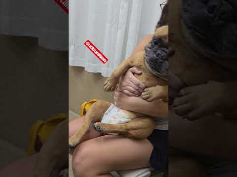 Anyone elses dog RUN from the camera lens? 😂 #frenchbulldog #frenchie #dogs #shorts #dogcomedy