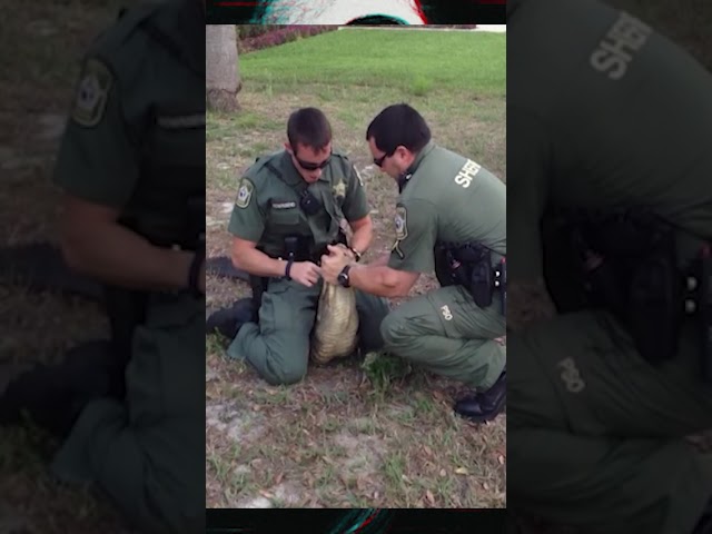 Police vs Street Gator!  It’s Just a Gator… Walking?!🐊
