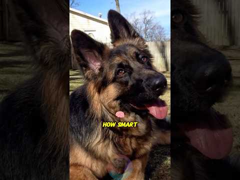 ドイツシェパードの賢さと特徴を詳しく解説【ペット・犬好き向け】 サムネイル