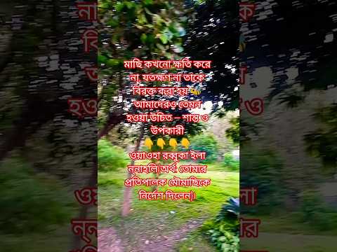 তুমি কি জানো, মৌমাছির কাছ থেকেও আল্লাহ শিক্ষা দিয়েছেন❓ #shortvideo #motivation #ইসলাম #vairalvideo