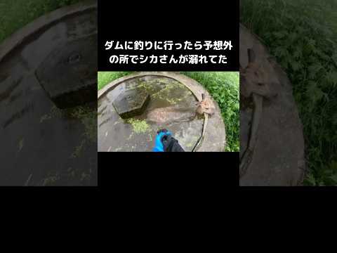 ダムで釣り中に遭遇したシカの溺れ事案と対処法紹介 サムネイル