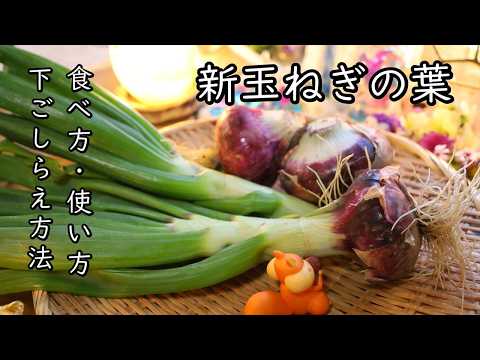 新玉ねぎの葉の食べ方・使い方・下ごしらえ方法【新玉ねぎの葉の佃煮の作り方・レシピ】美味しく食べれる新玉ねぎの葉｜Coris cooking