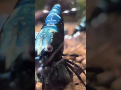 Blue/black backline taitibee caridina shrimp 
