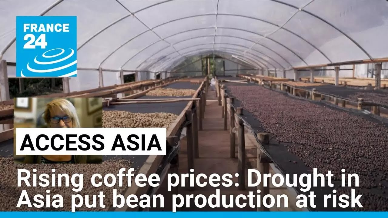 Rising coffee prices: Drought in Asia put bean production at risk • FRANCE 24 English