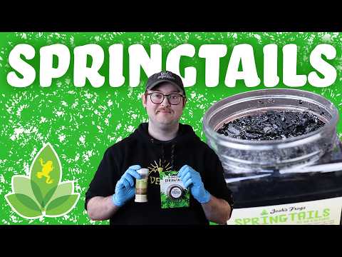 SPRINGTAILS! The Little Cleanup Crew! Springtails are tiny arthropods (1-4 mm) and are used as 