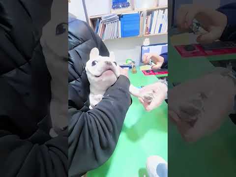 Funny and cute dogs compilation#funnydogs#cute#doglover#doglife#cure#dogshorts#pet#doglife#dogshorts