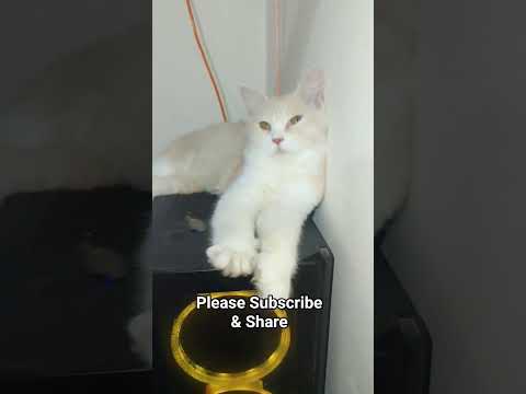 Mochi | Funny Videos | Cat Videos | Viral Videos | Cat Lover #cat #trendingshorts #shorts-2