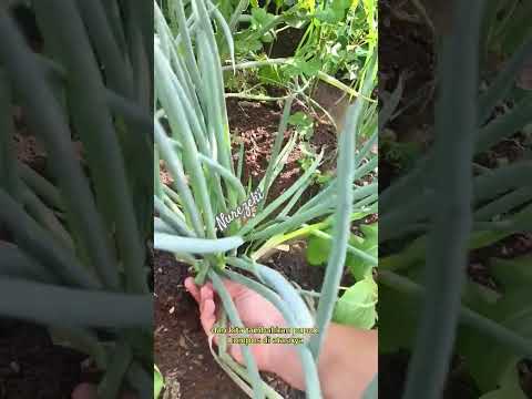 cara memetik daun bawang agar awet #shorts  #budidayatanaman #farming #daunbawang #farmer #harvest