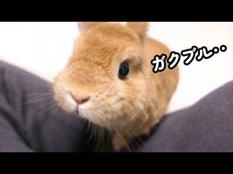 花火の爆音に震え上がって恐怖が止まらないうさぎ