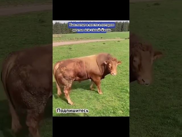 Место где хочет побывать каждый бык