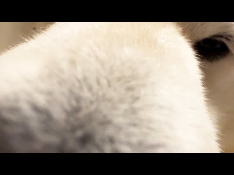 柴犬のちゃぷちゃぷラッシュ