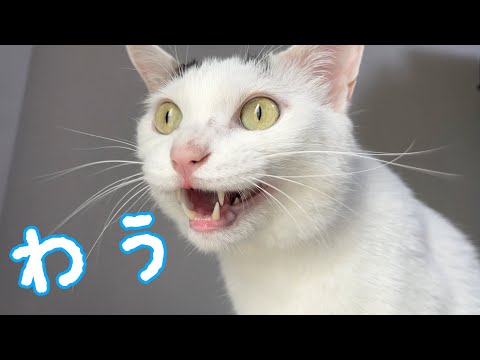 ねこほうチャンネル 最新動画まとめ - まとめちゅーぶ