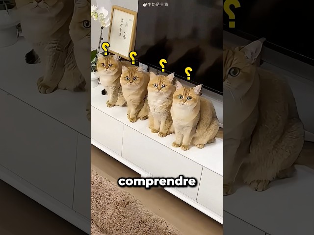 Il a Acheté Un Lit Géant Pour Ses Chats 😮