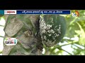 బొప్పాయి తోటల్లో పిండినల్లి నివారణ | Pest Control in Papaya Crop Cultivation | Matti Manishi | 10TV  - 05:55 min - News - Video