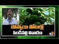 బొప్పాయి తోటల్లో పిండినల్లి నివారణ | Pest Control in Papaya Crop Cultivation | Matti Manishi | 10TV