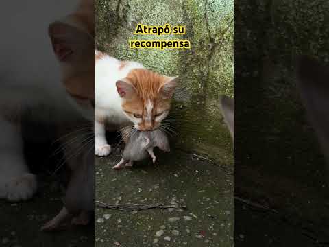 #gatos #cazador de #ratas #ratones
