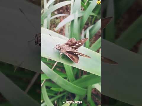 Beautiful Brown Skipper