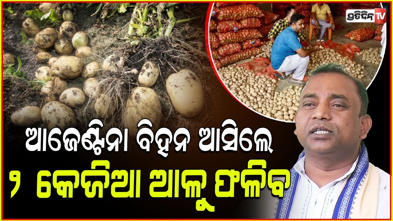 ଆର୍ଜେଣ୍ଟିନା ବିହନ ଓଡ଼ିଶା ଆସିଲେ ୨ କେଜିଆ ଆଳୁ ଫଳିବ। Potato crisis in assembly and suggestions, BBSR