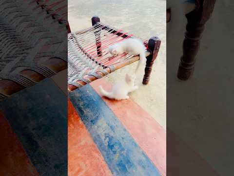 Cat trending videos 🥰#catvideos #shortsfeed #youtubeshorts #funnypet #cat #funnycat #kitten #billi